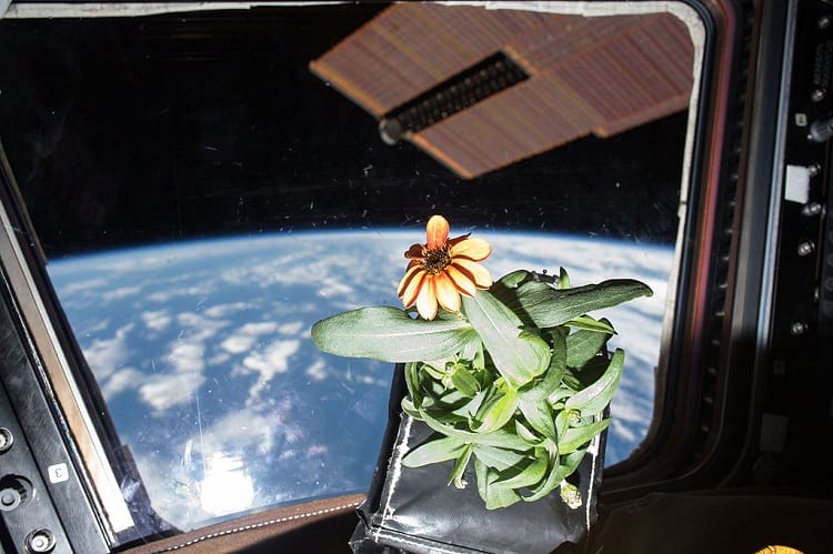 Photo of the first Zinnia flower in space.
