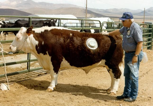 Fistulated cow