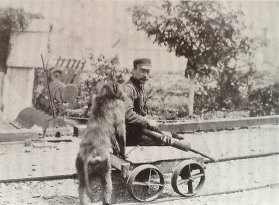 Jack the Baboon pushing the trolley.