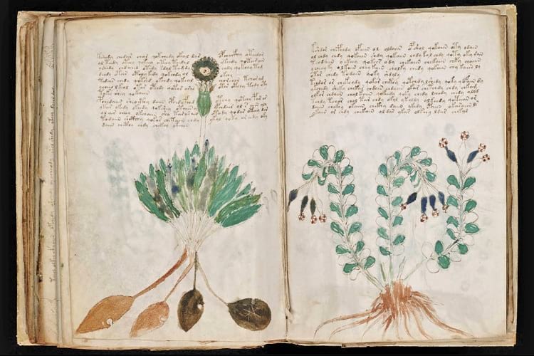 A page from the Voynich manuscript.