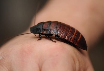 Madagascar hissing cockroach