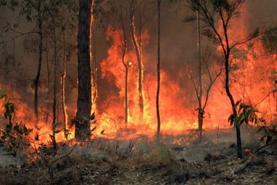 Bushfire in Australia.