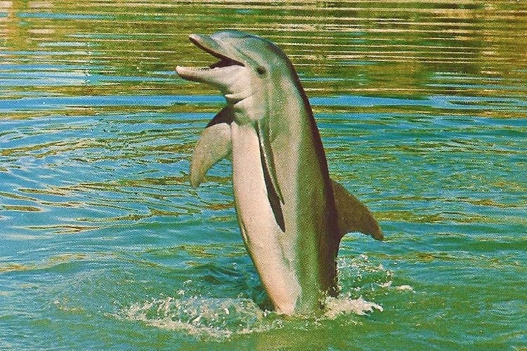 Kathy the dolphin.