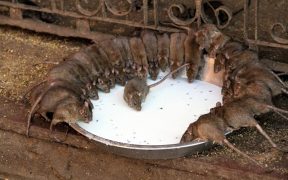 Rats drinking milk at Karni Mata Temple.