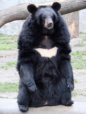Asiatic Black Bear.