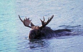 A moose swimming